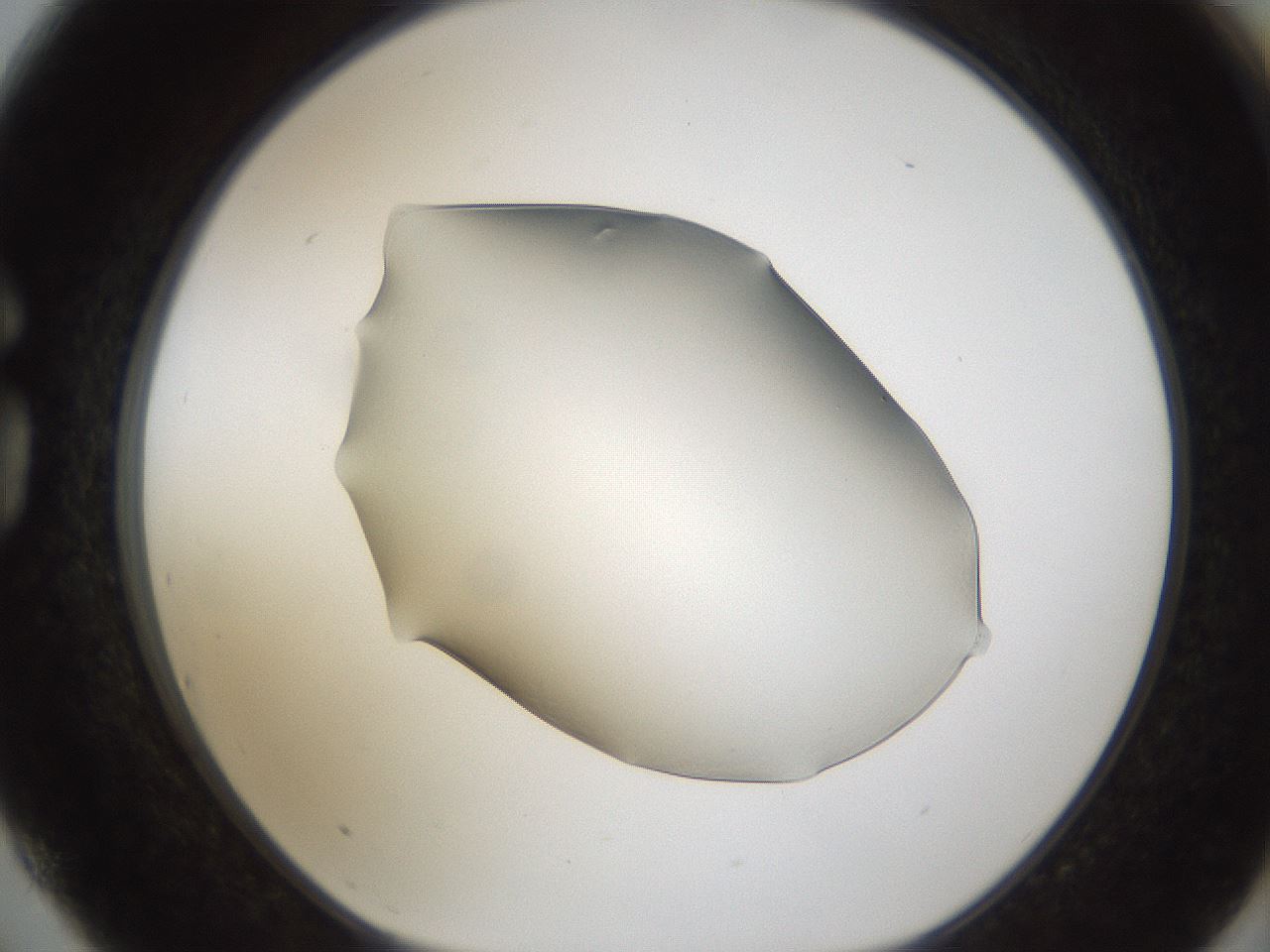 folderID54_plateID1054_batchID2252_wellNum75_profileID1_d1_r47483_ef.jpg