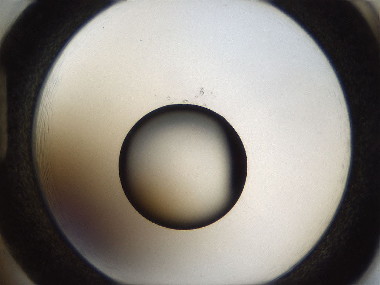 folderID54_plateID1054_batchID2252_wellNum85_profileID1_d1_r47493_ef.jpg