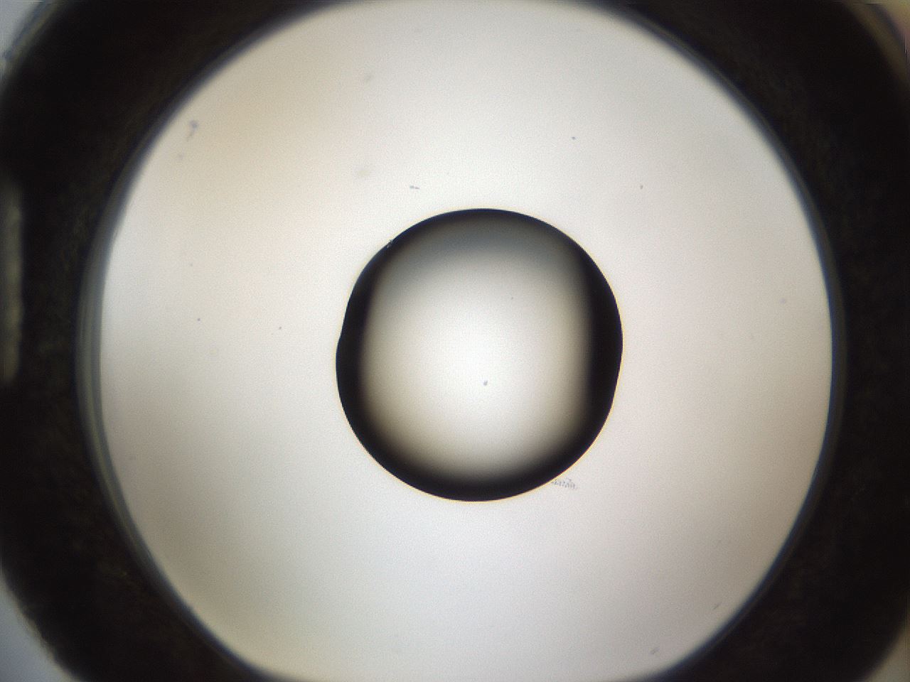folderID54_plateID1054_batchID2252_wellNum88_profileID1_d1_r47496_ef.jpg