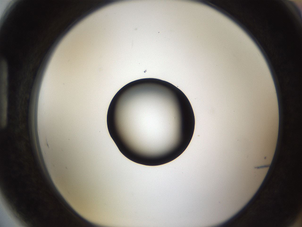folderID54_plateID1054_batchID2252_wellNum89_profileID1_d1_r47497_ef.jpg