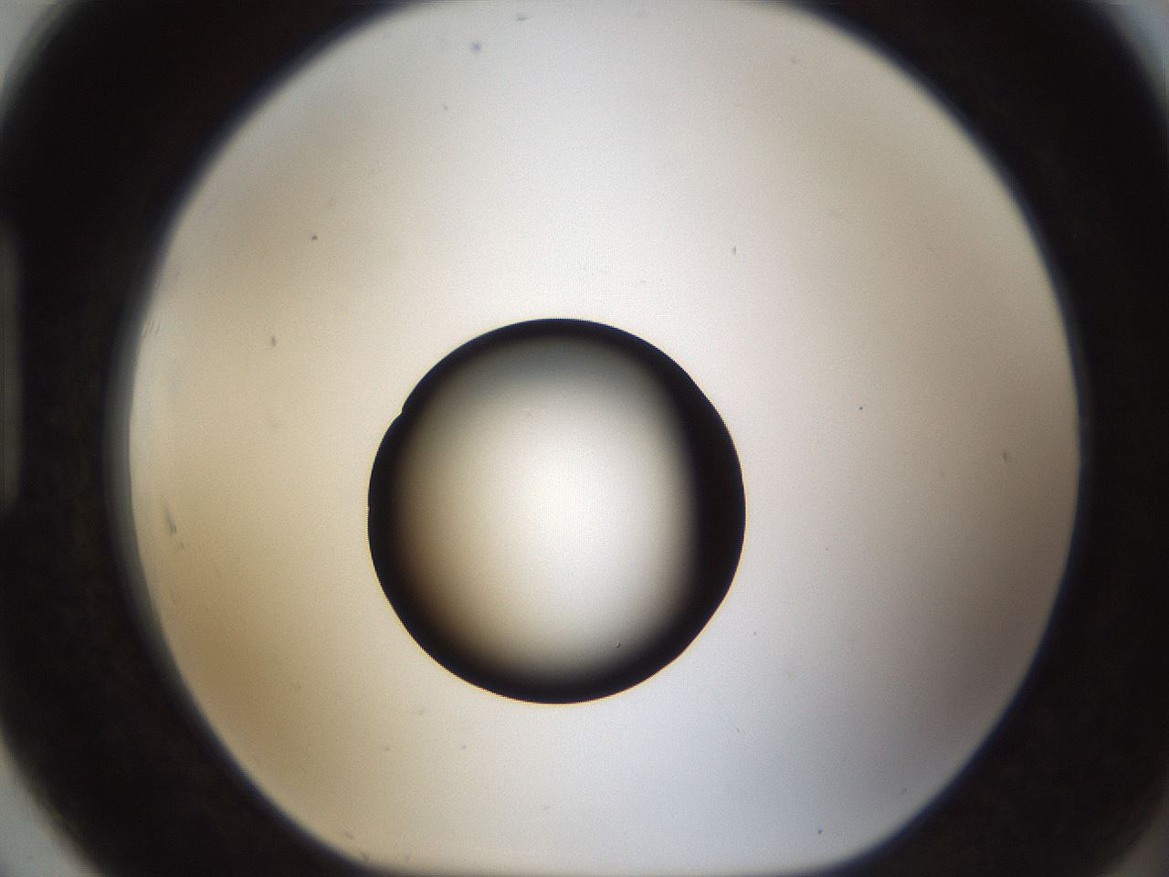folderID54_plateID1054_batchID2252_wellNum91_profileID1_d1_r47499_ef.jpg