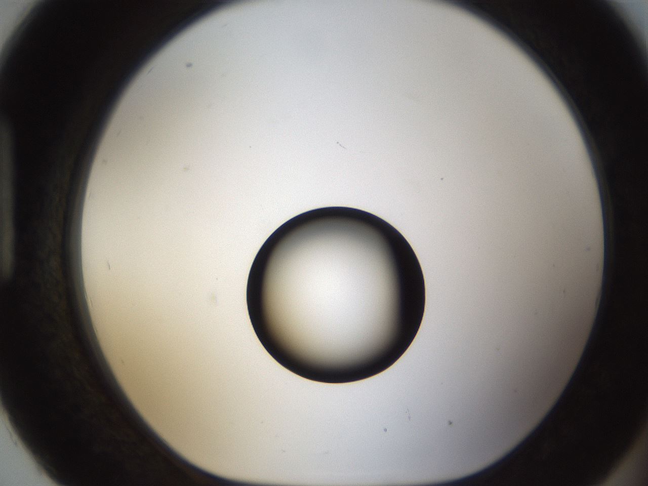 folderID54_plateID1054_batchID2252_wellNum93_profileID1_d1_r47501_ef.jpg