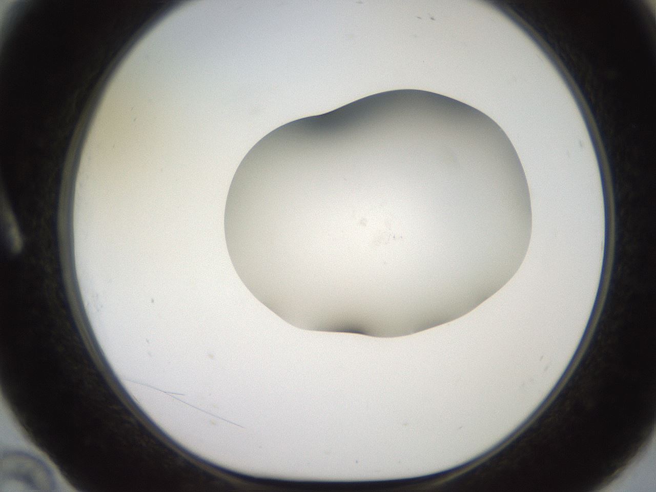 folderID551_plateID2551_batchID12612_wellNum10_profileID1_d1_r194425_ef.jpg