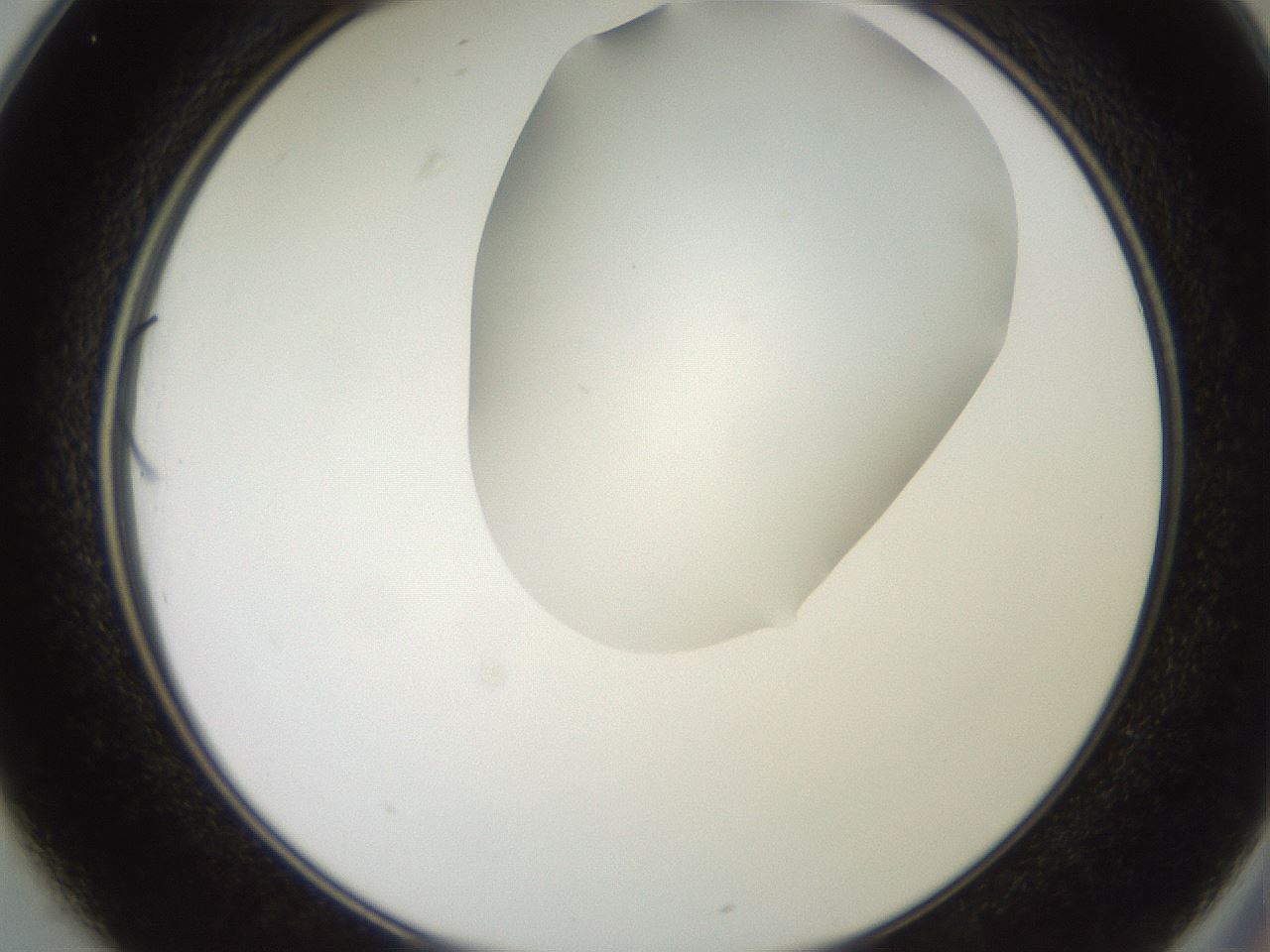 folderID551_plateID2551_batchID12612_wellNum25_profileID1_d2_r194456_ef.jpg