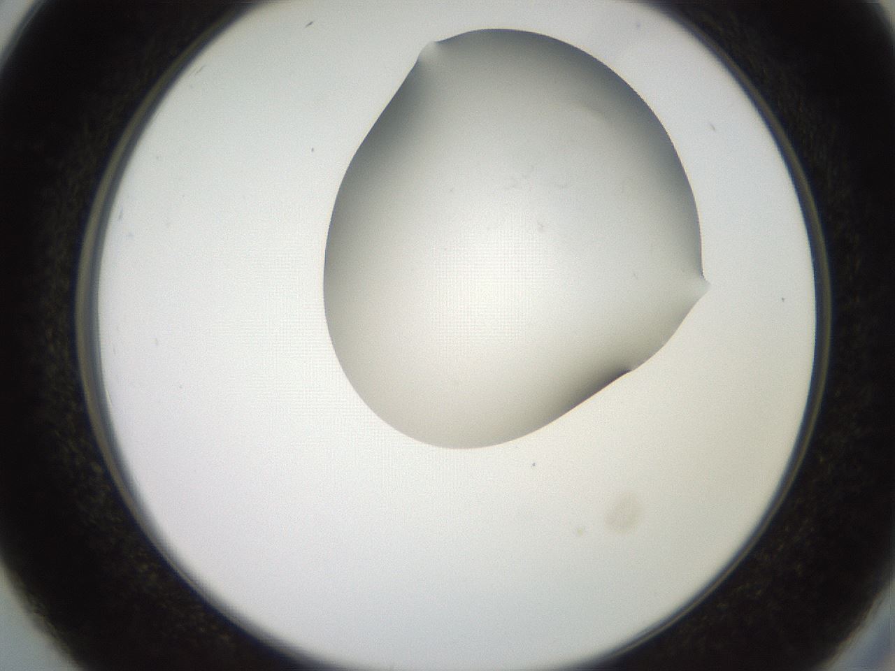 folderID551_plateID2551_batchID12612_wellNum26_profileID1_d2_r194458_ef.jpg