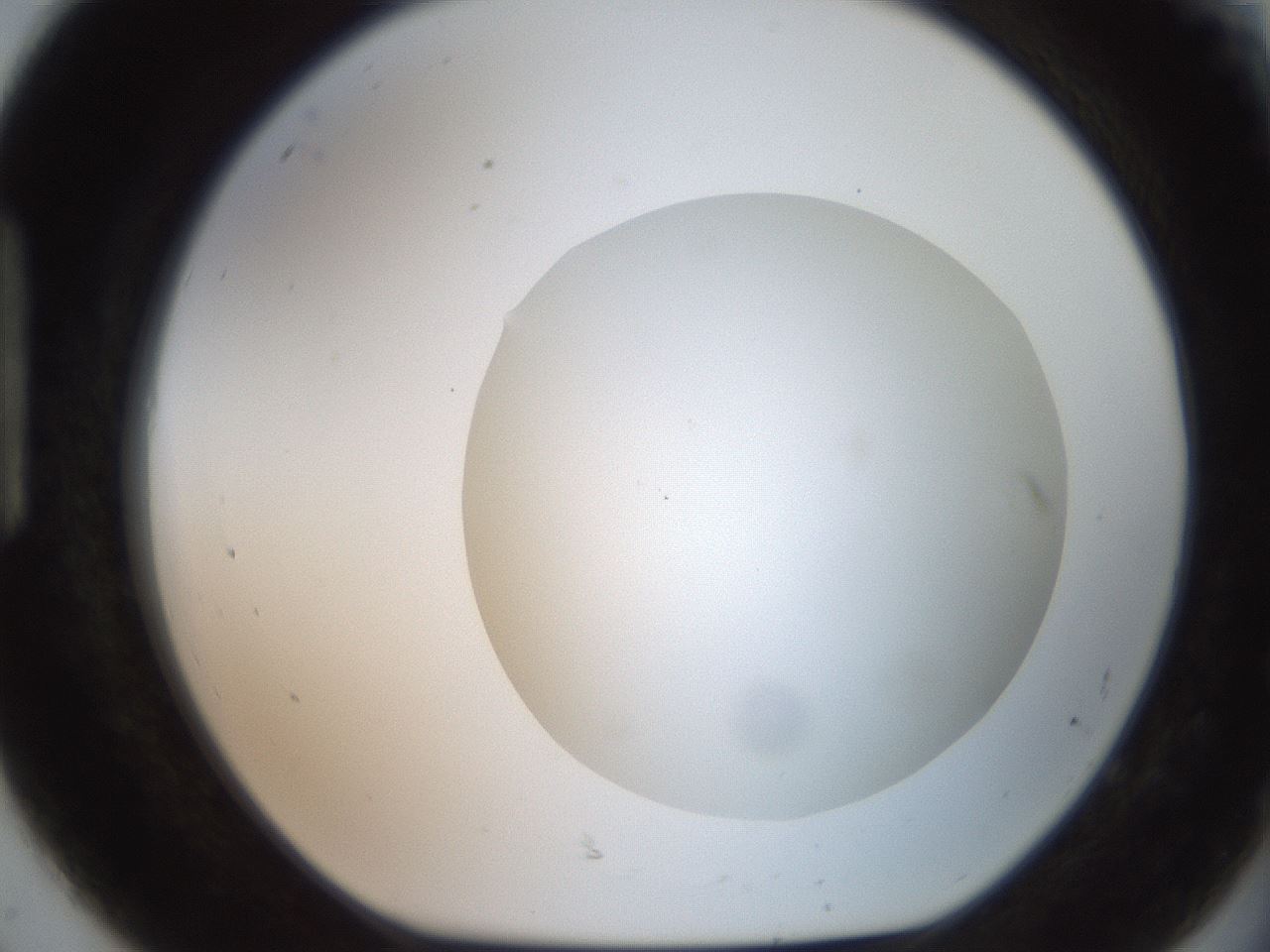 folderID551_plateID2551_batchID12612_wellNum92_profileID1_d1_r194589_ef.jpg