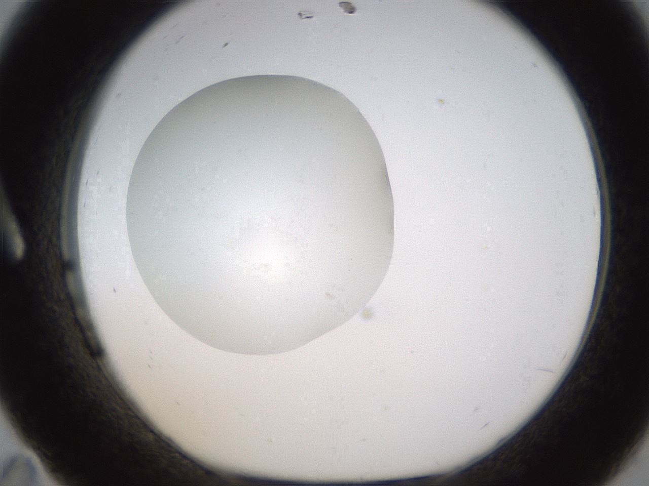 folderID436_plateID1436_batchID5442_wellNum11_profileID1_d1_r88941_ef.jpg