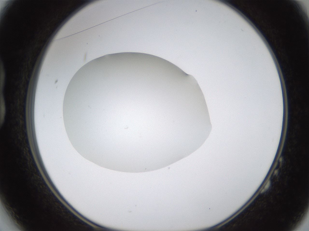 folderID436_plateID1436_batchID5442_wellNum14_profileID1_d1_r88947_ef.jpg