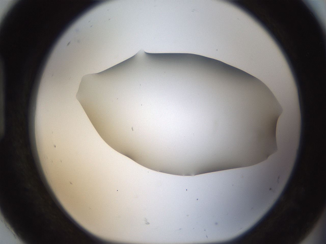 folderID56_plateID2056_batchID9023_wellNum92_profileID1_d1_r138706_ef.jpg