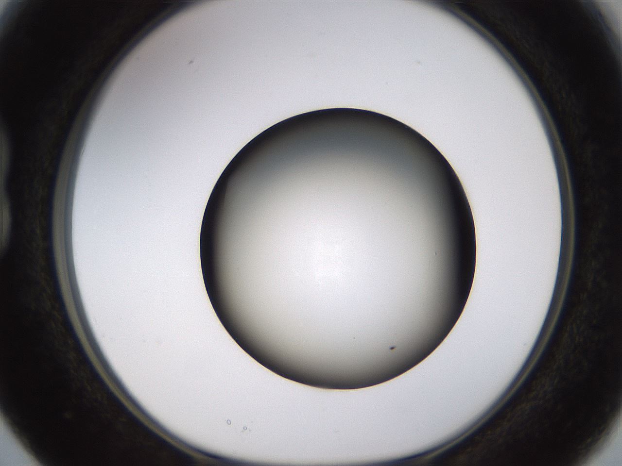 folderID570_plateID1570_batchID6358_wellNum15_profileID1_d1_r102653_ef.jpg