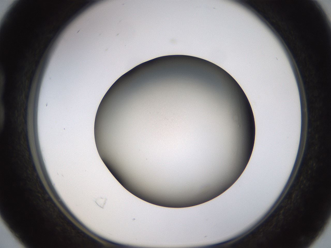 folderID570_plateID1570_batchID6358_wellNum16_profileID1_d1_r102654_ef.jpg