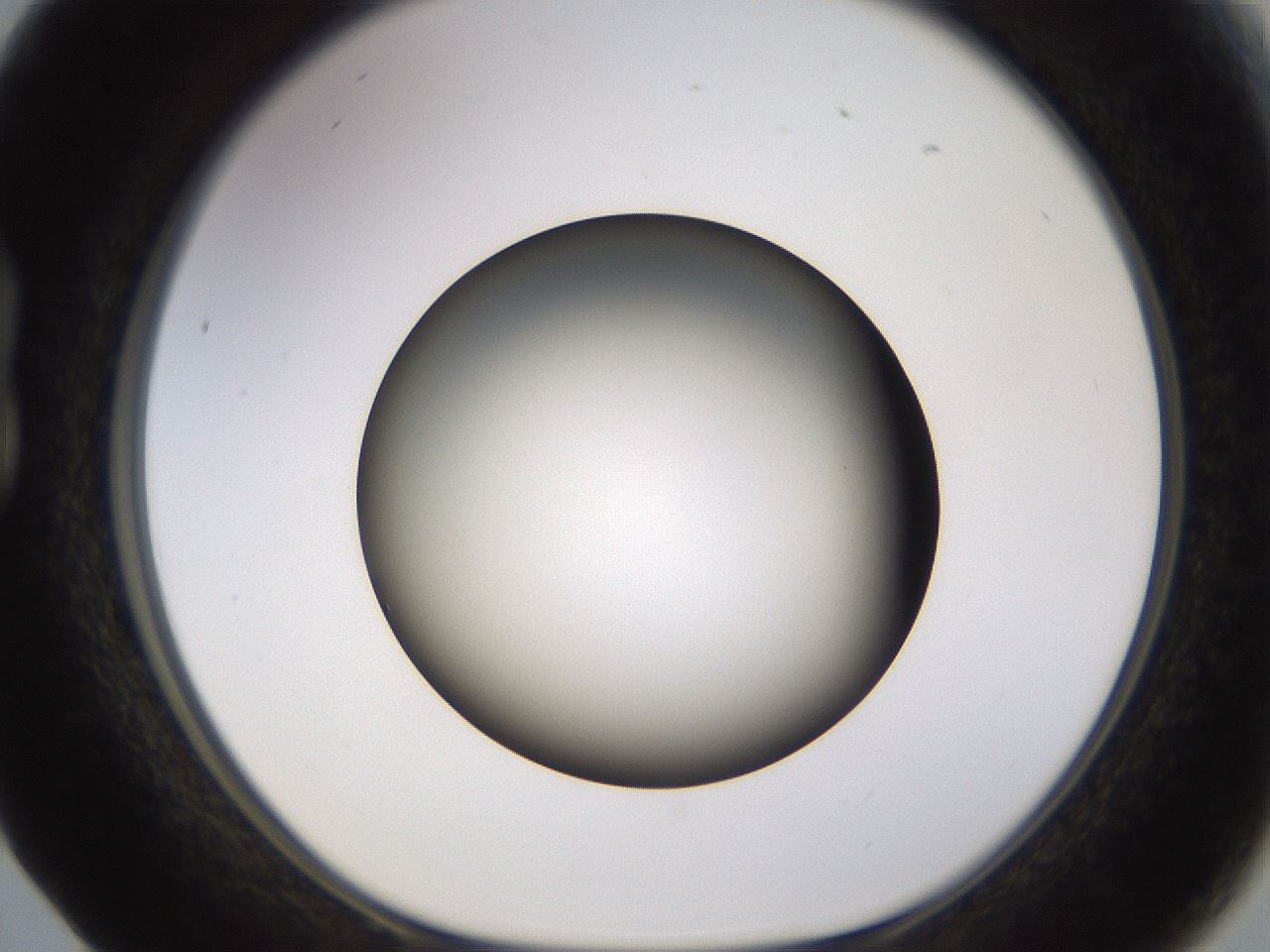 folderID570_plateID1570_batchID6358_wellNum17_profileID1_d1_r102655_ef.jpg
