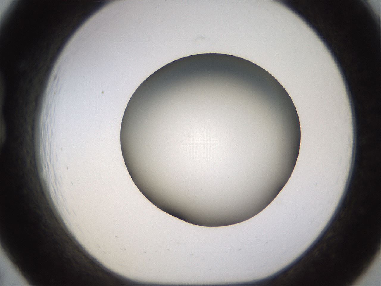 folderID570_plateID1570_batchID6358_wellNum19_profileID1_d1_r102657_ef.jpg