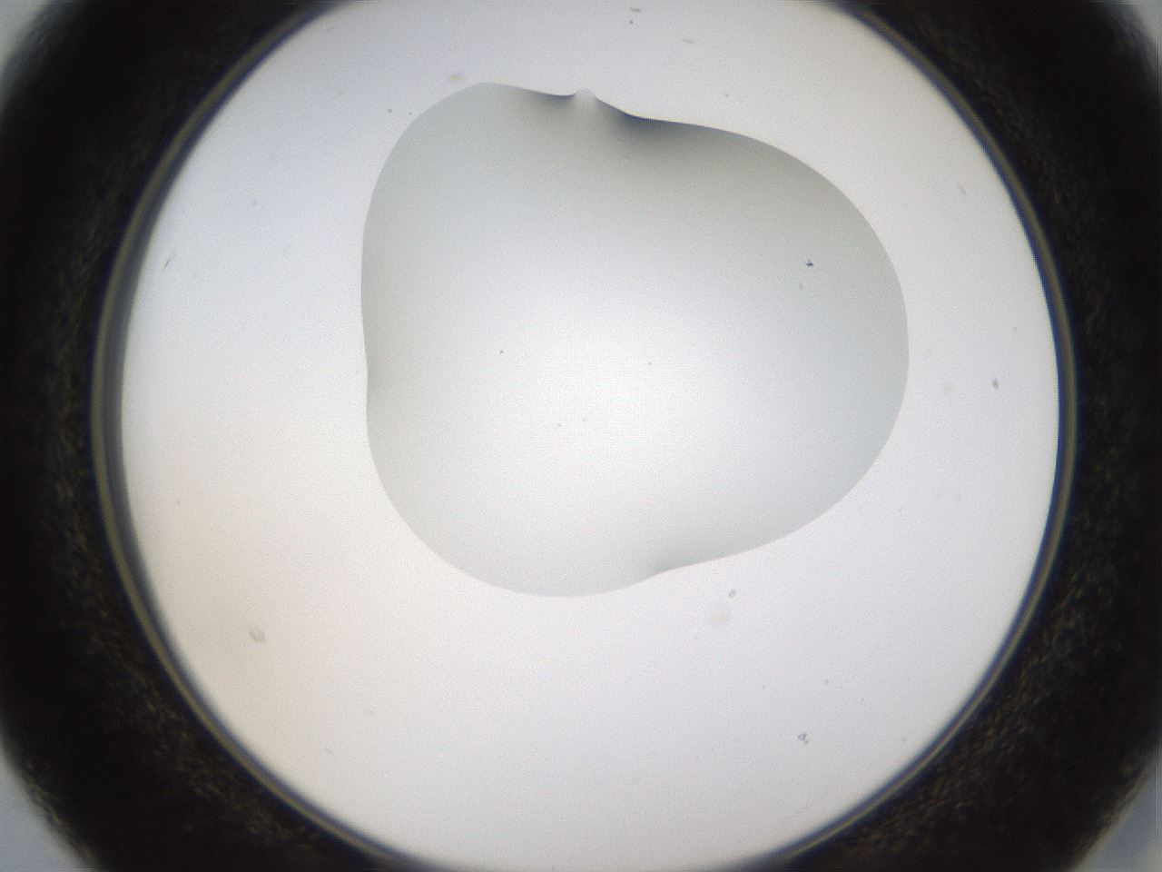 folderID436_plateID1436_batchID5442_wellNum15_profileID1_d2_r88950_ef.jpg