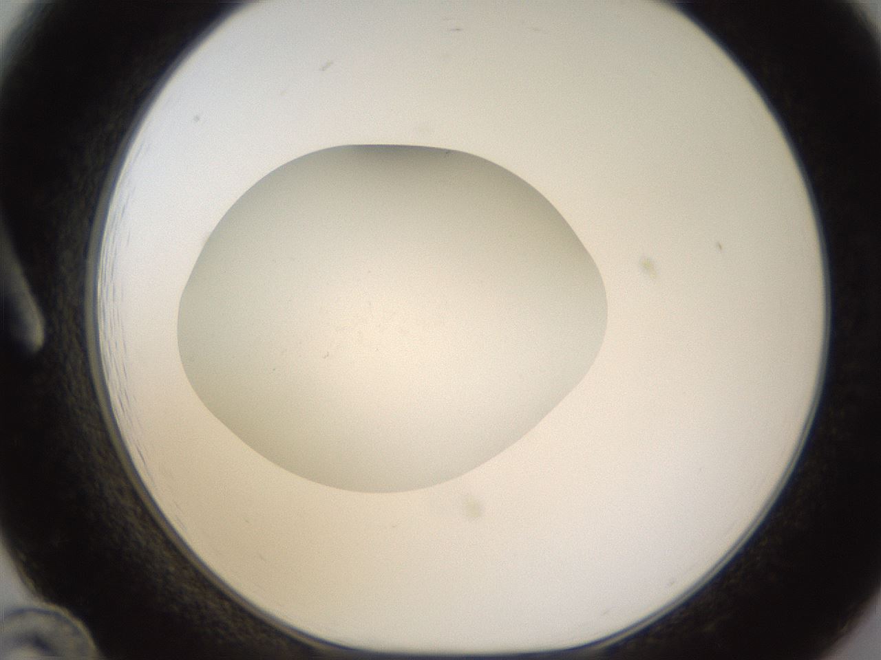 folderID435_plateID1435_batchID5441_wellNum12_profileID1_d1_r88751_ef.jpg