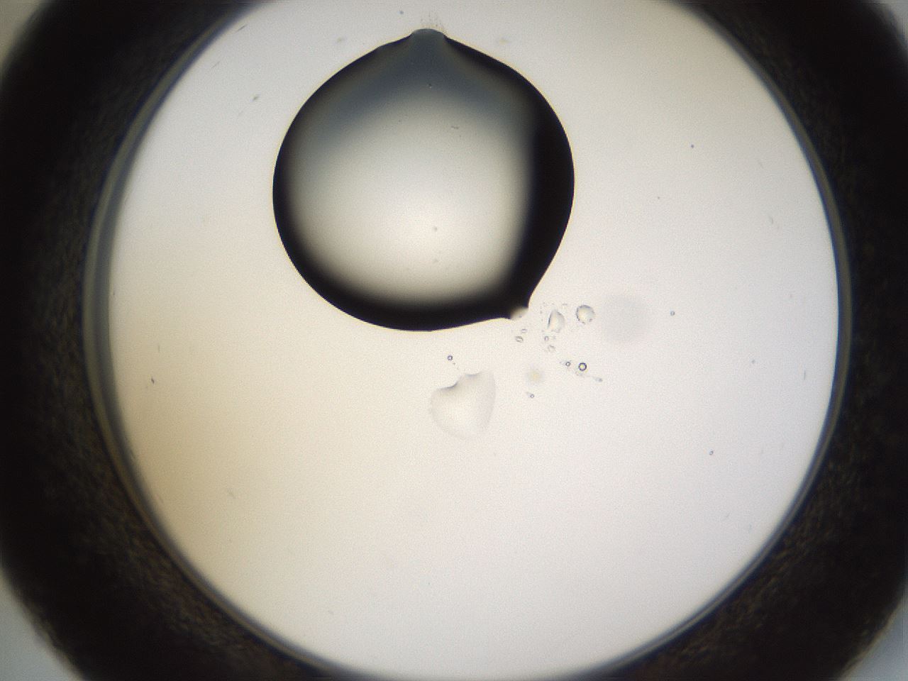 folderID435_plateID1435_batchID5441_wellNum45_profileID1_d2_r88818_ef.jpg
