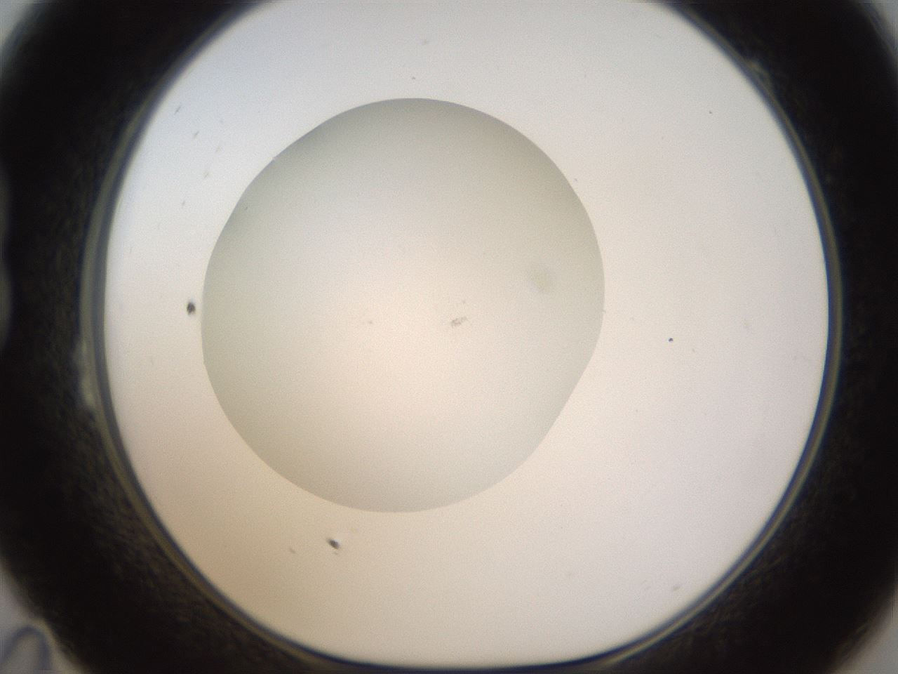 folderID436_plateID1436_batchID5442_wellNum23_profileID1_d1_r88965_ef.jpg