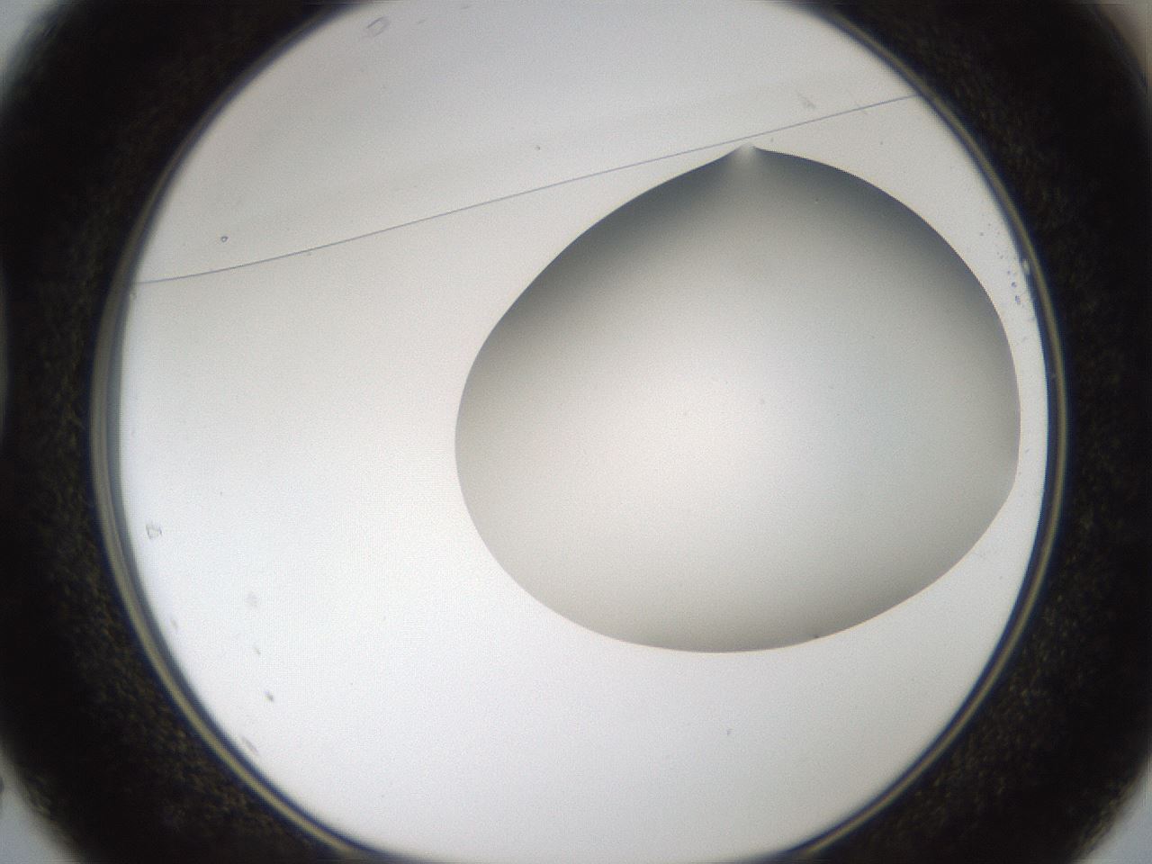 folderID57_plateID2057_batchID9024_wellNum37_profileID1_d1_r138747_ef.jpg