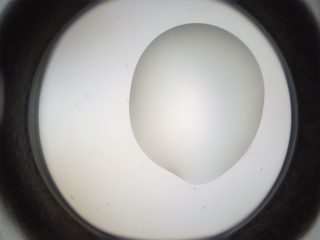folderID57_plateID2057_batchID9024_wellNum41_profileID1_d1_r138751_ef.jpg