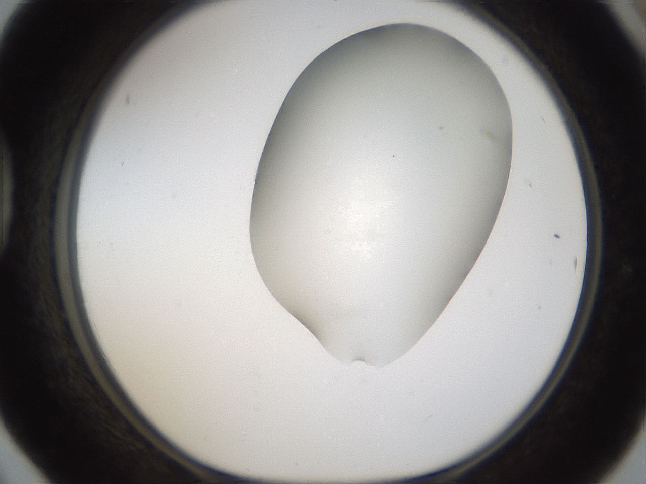 folderID57_plateID2057_batchID9024_wellNum42_profileID1_d1_r138752_ef.jpg