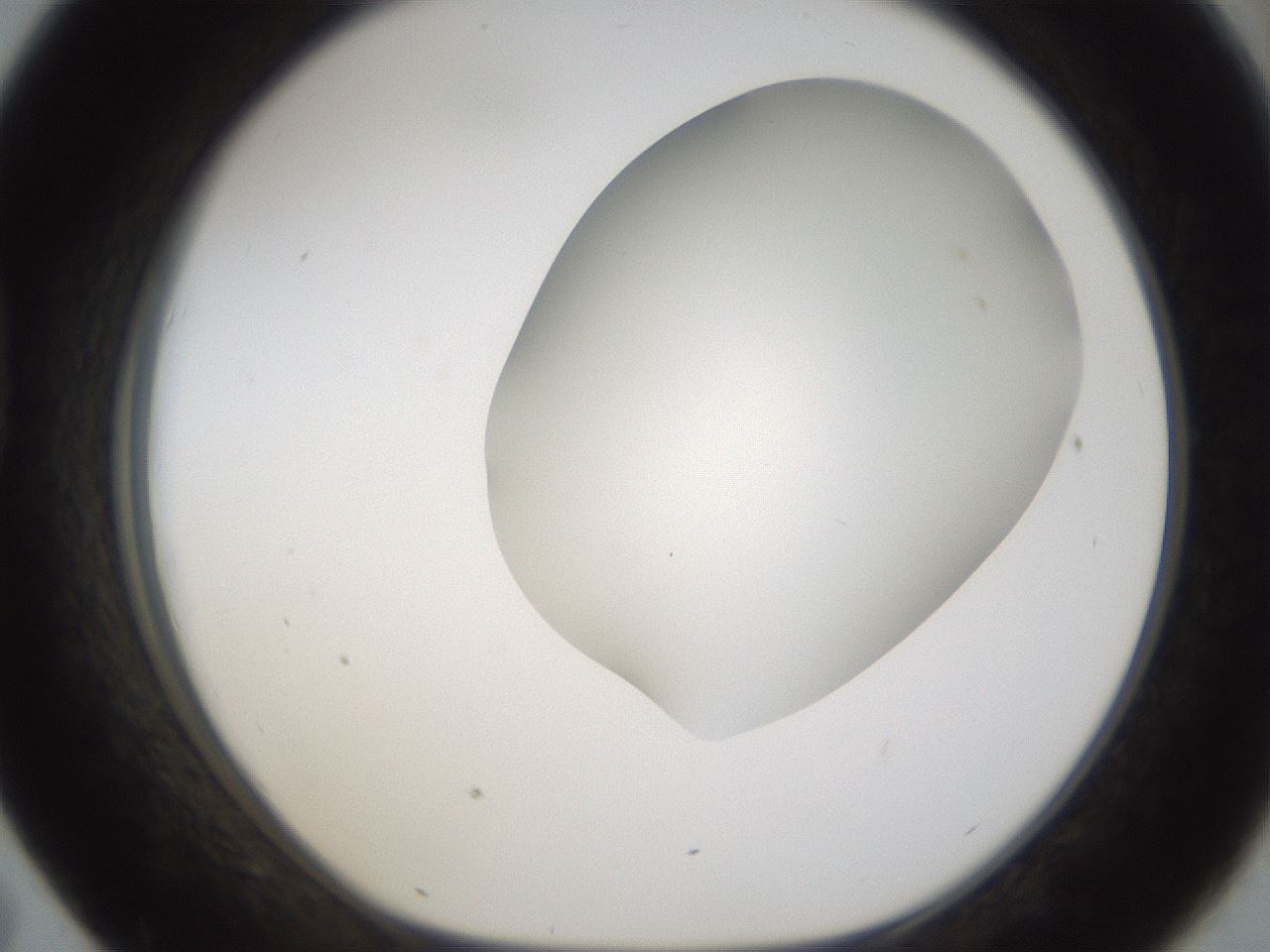 folderID57_plateID2057_batchID9024_wellNum43_profileID1_d1_r138753_ef.jpg