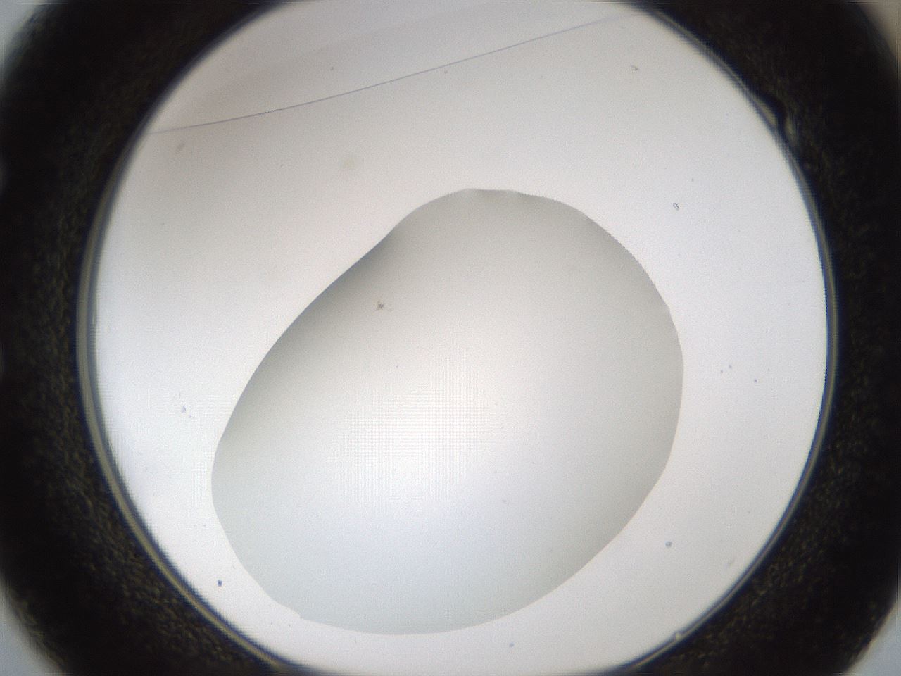 folderID57_plateID2057_batchID9024_wellNum49_profileID1_d1_r138759_ef.jpg