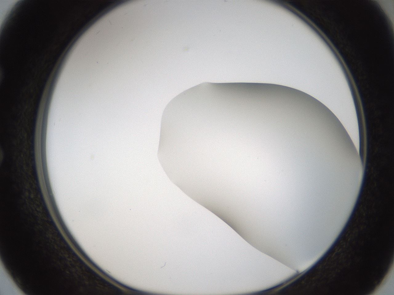 folderID57_plateID2057_batchID9024_wellNum50_profileID1_d1_r138760_ef.jpg