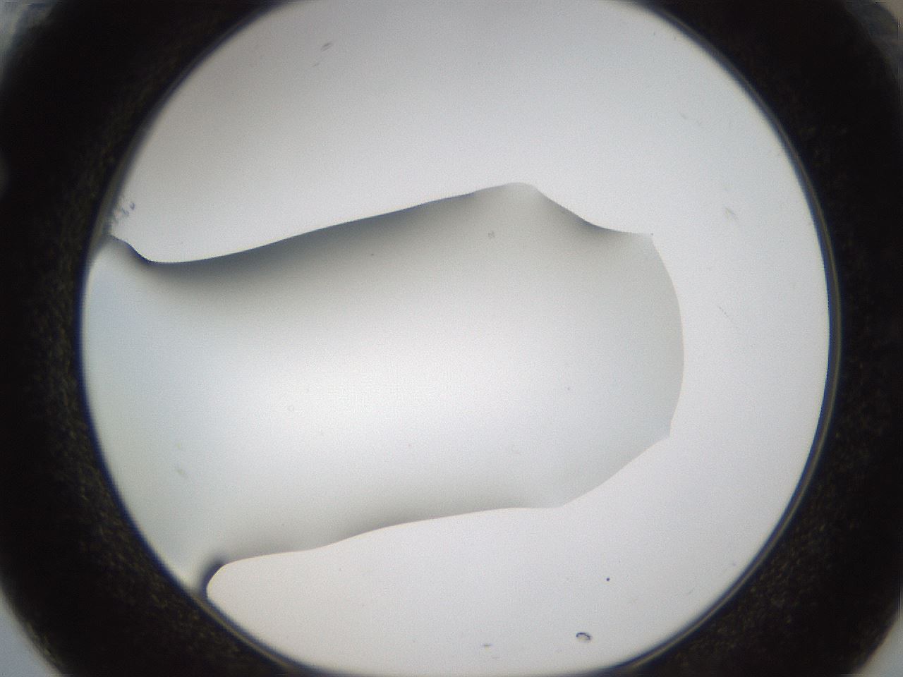 folderID57_plateID2057_batchID9024_wellNum61_profileID1_d1_r138771_ef.jpg