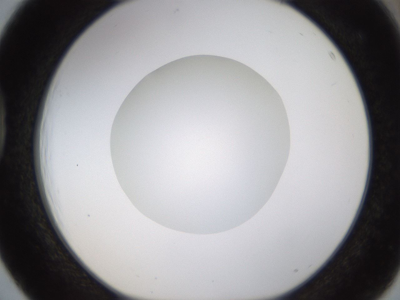 folderID436_plateID1436_batchID5442_wellNum39_profileID1_d1_r88997_ef.jpg
