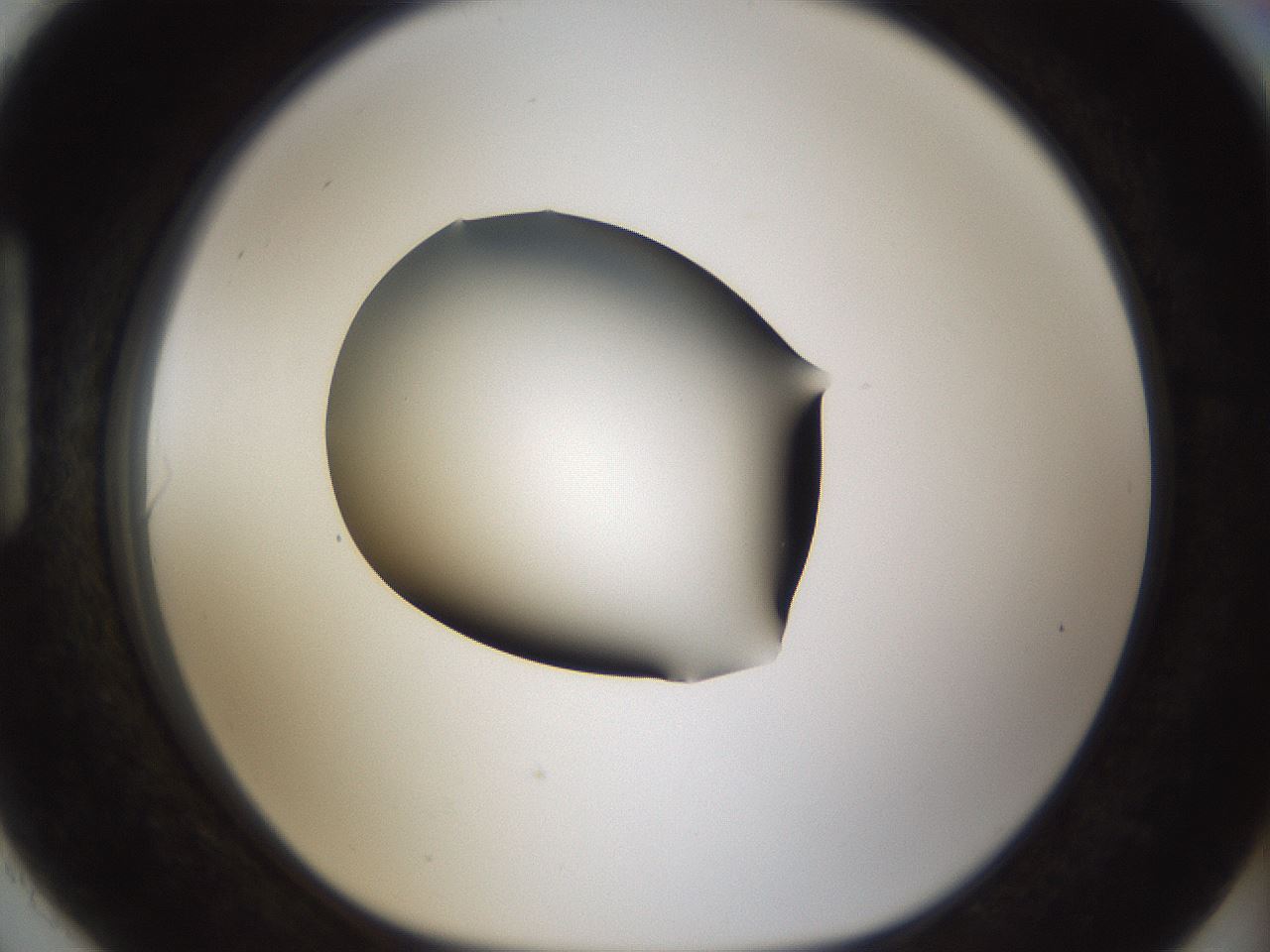 folderID57_plateID2057_batchID9024_wellNum90_profileID1_d1_r138800_ef.jpg