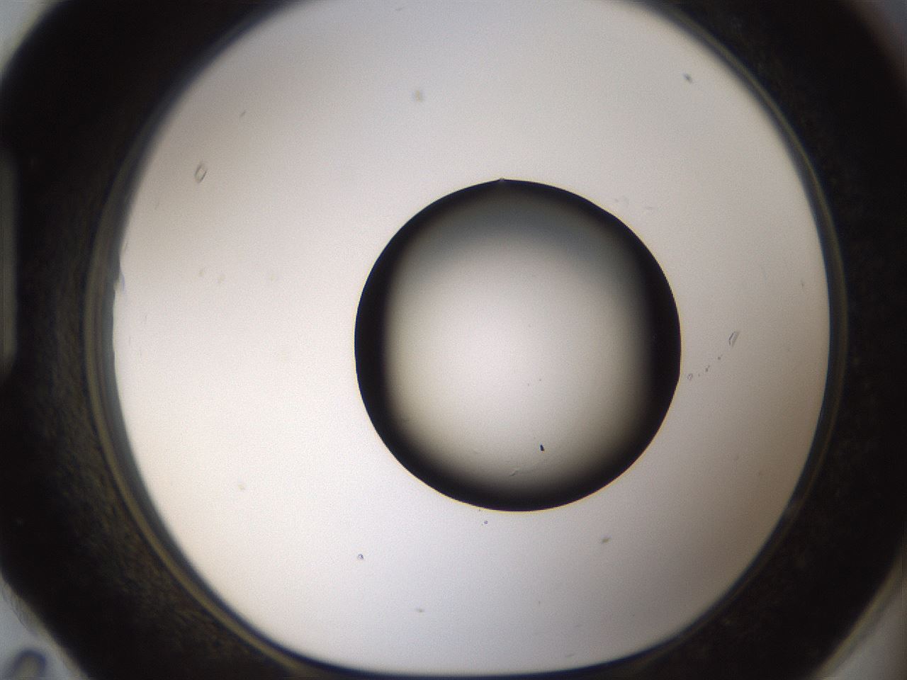 folderID57_plateID2057_batchID9024_wellNum95_profileID1_d1_r138805_ef.jpg