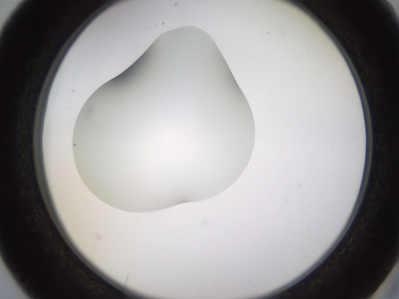 folderID436_plateID1436_batchID5442_wellNum40_profileID1_d2_r89000_ef.jpg