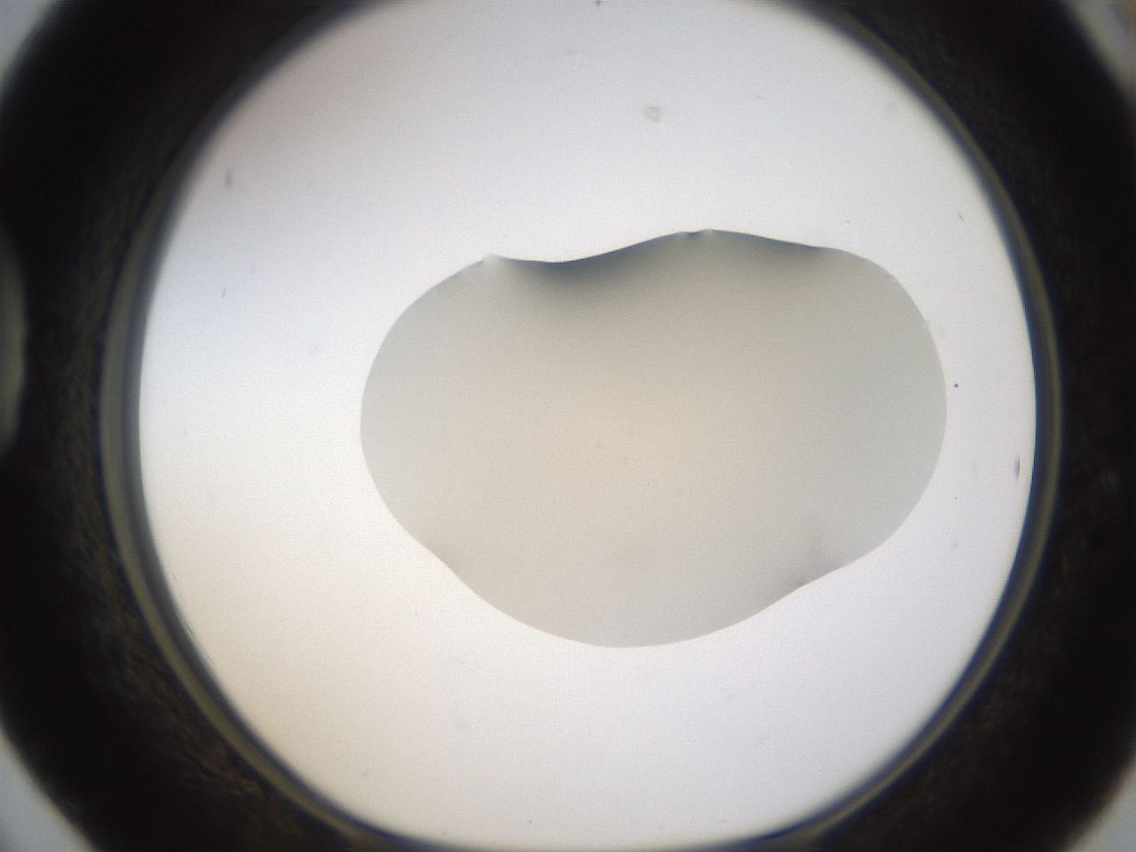folderID436_plateID1436_batchID5442_wellNum42_profileID1_d1_r89003_ef.jpg