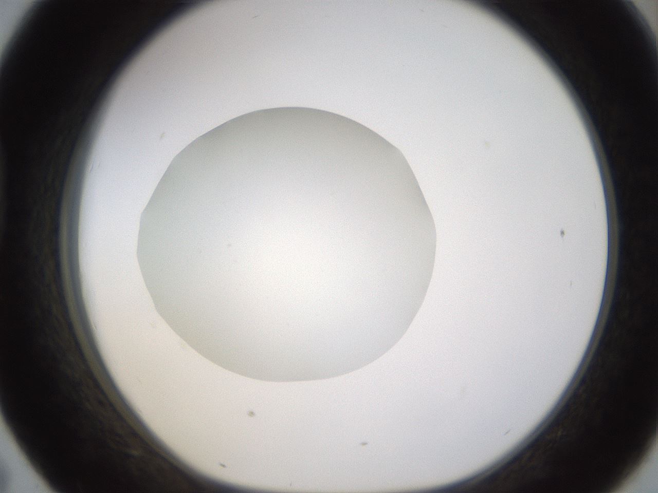 folderID436_plateID1436_batchID5442_wellNum43_profileID1_d1_r89005_ef.jpg
