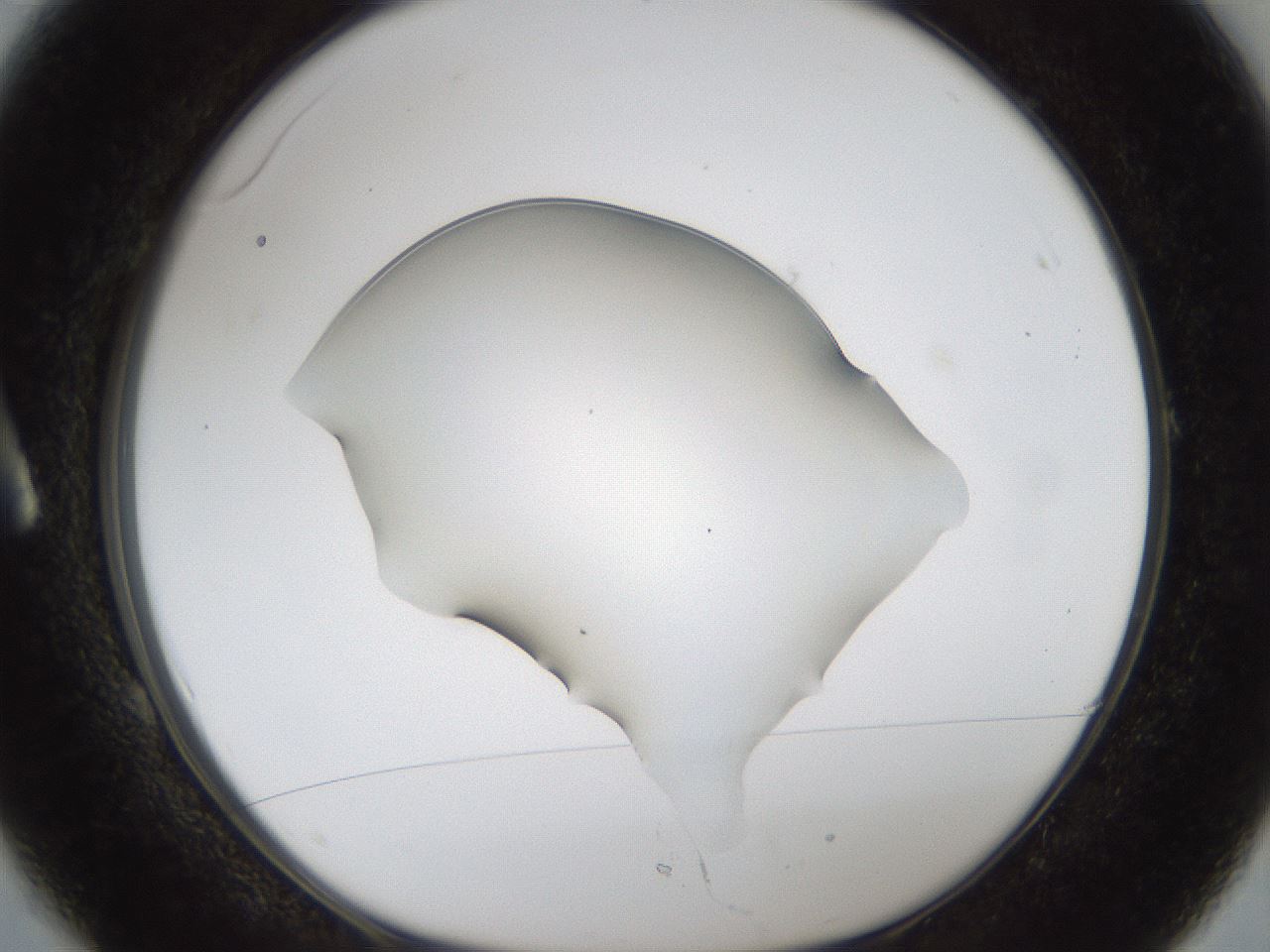 folderID58_plateID1058_batchID2301_wellNum1_profileID1_d1_r47745_ef.jpg