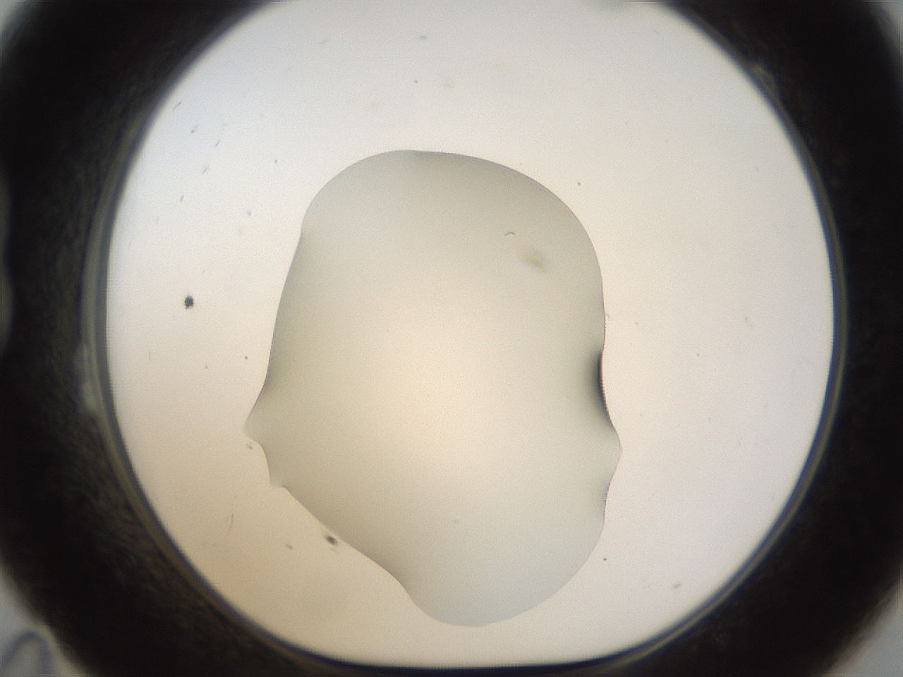 folderID58_plateID1058_batchID2301_wellNum23_profileID1_d1_r47767_ef.jpg