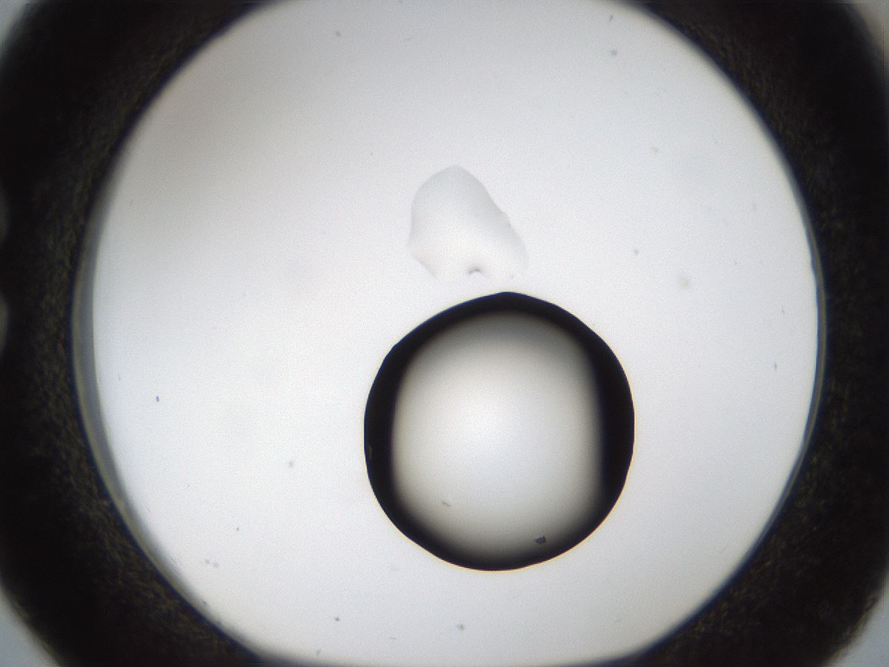 folderID58_plateID1058_batchID2301_wellNum26_profileID1_d1_r47770_ef.jpg