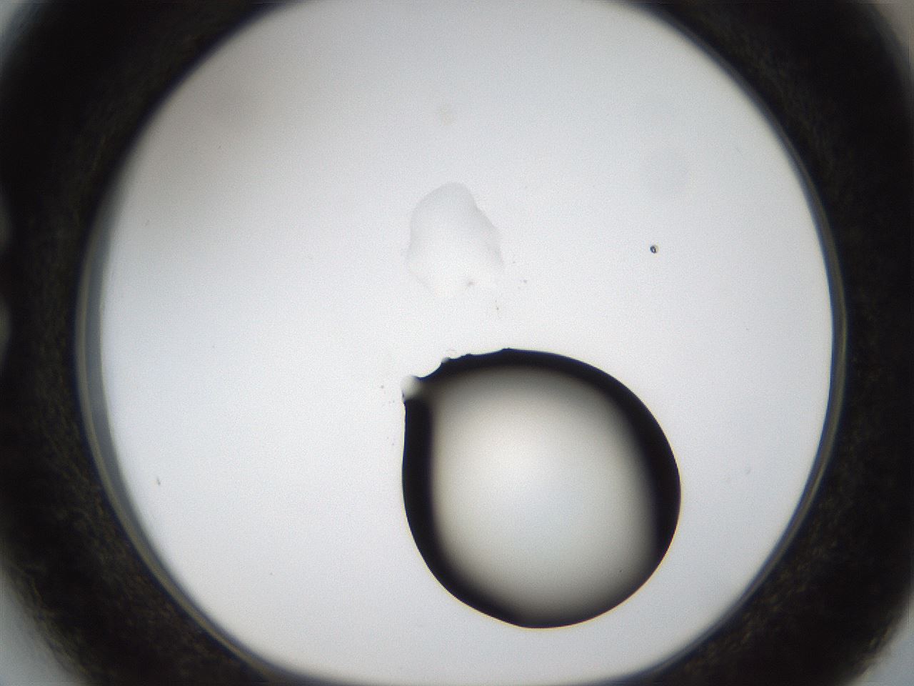 folderID58_plateID1058_batchID2301_wellNum27_profileID1_d1_r47771_ef.jpg