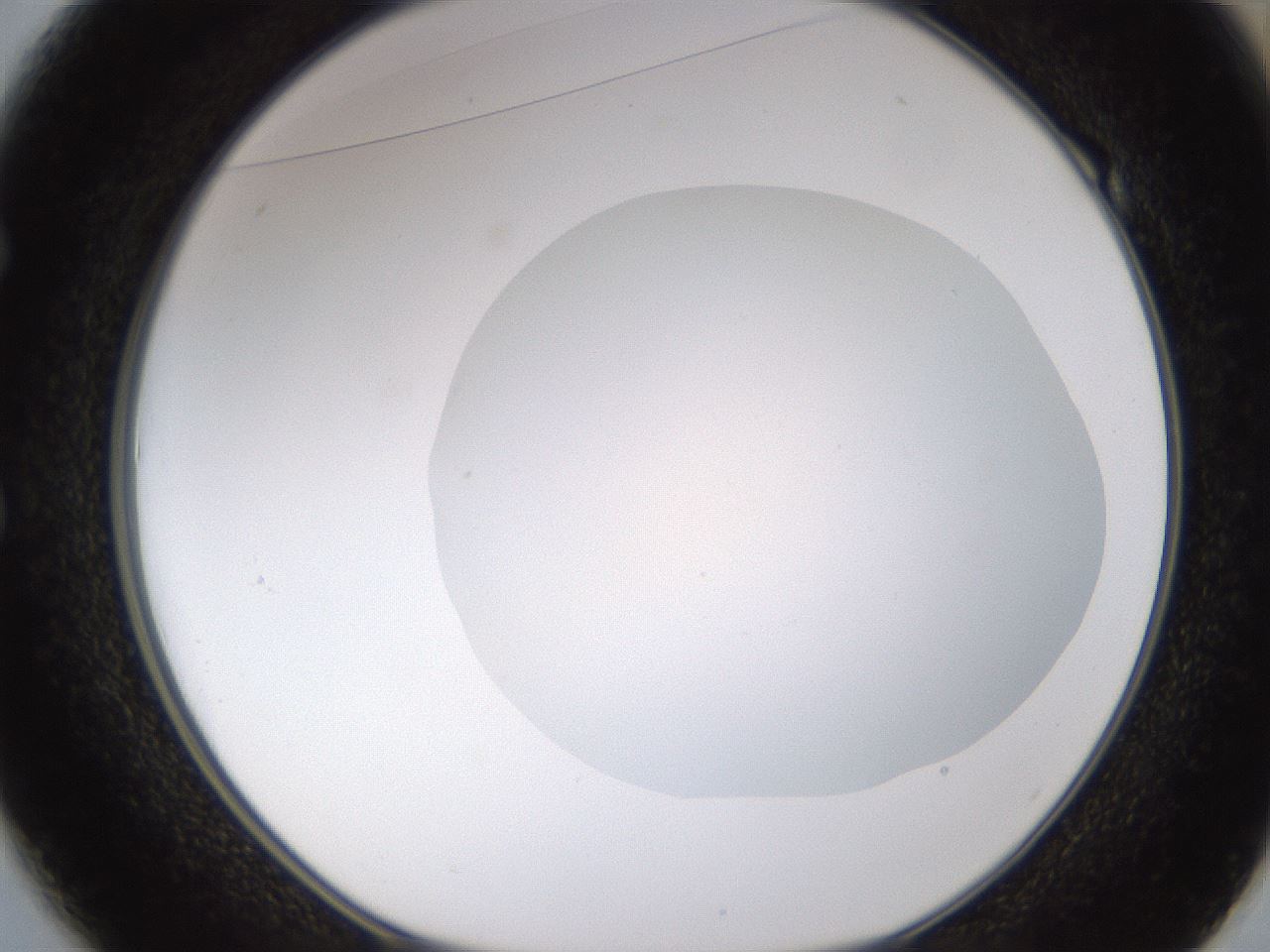 folderID436_plateID1436_batchID5442_wellNum49_profileID1_d1_r89017_ef.jpg