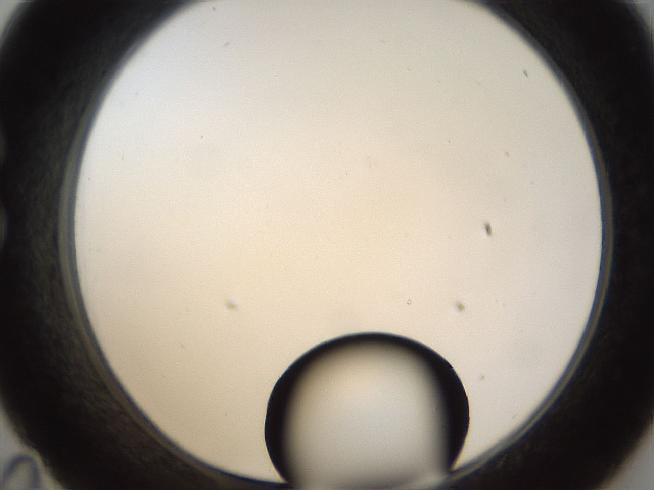 folderID58_plateID1058_batchID2301_wellNum35_profileID1_d1_r47779_ef.jpg