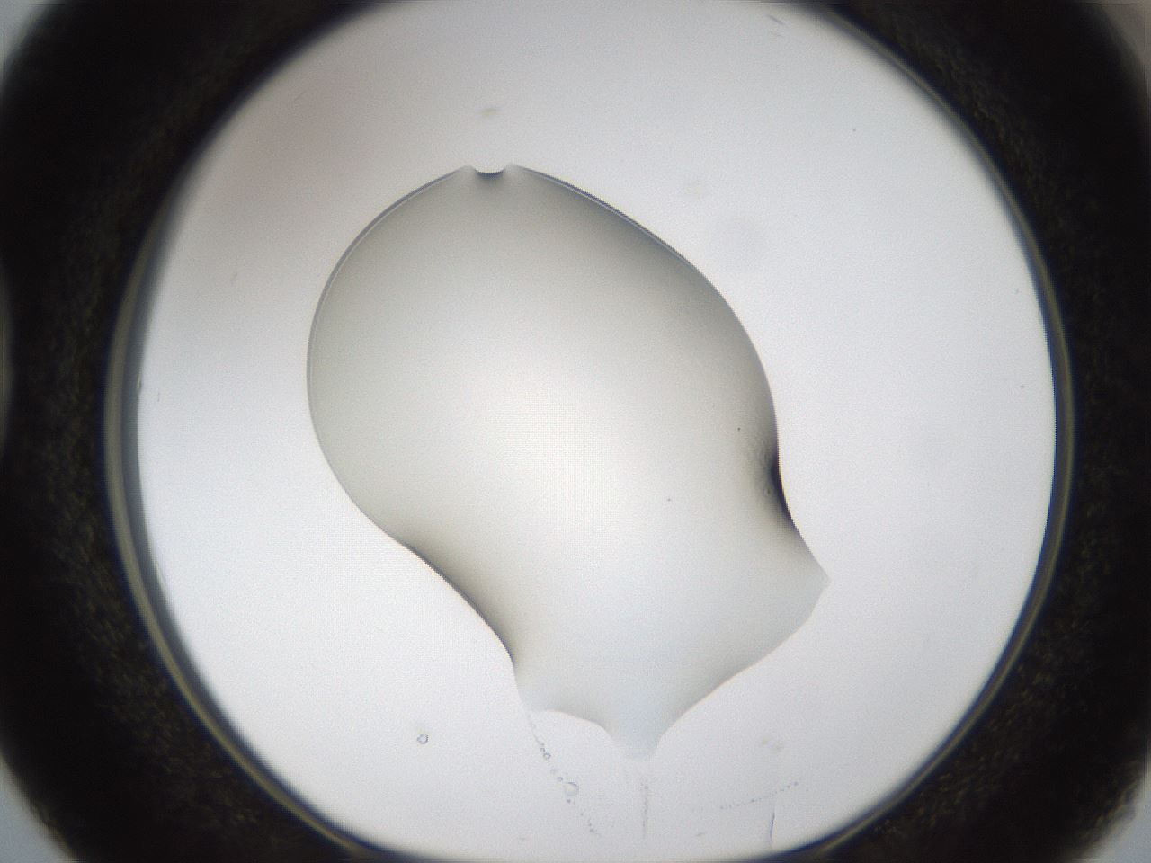 folderID58_plateID1058_batchID2301_wellNum38_profileID1_d1_r47782_ef.jpg