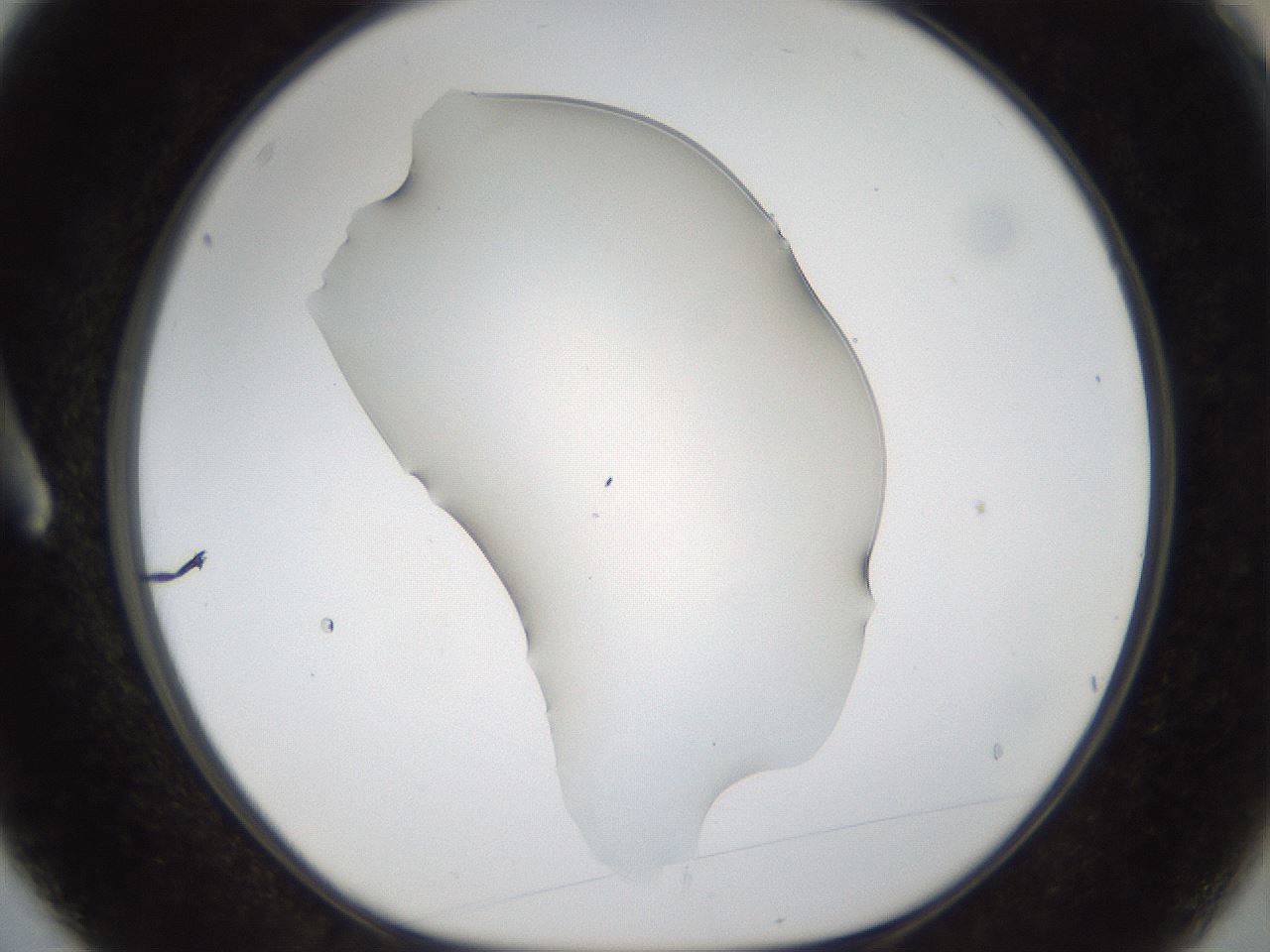 folderID58_plateID1058_batchID2301_wellNum3_profileID1_d1_r47747_ef.jpg