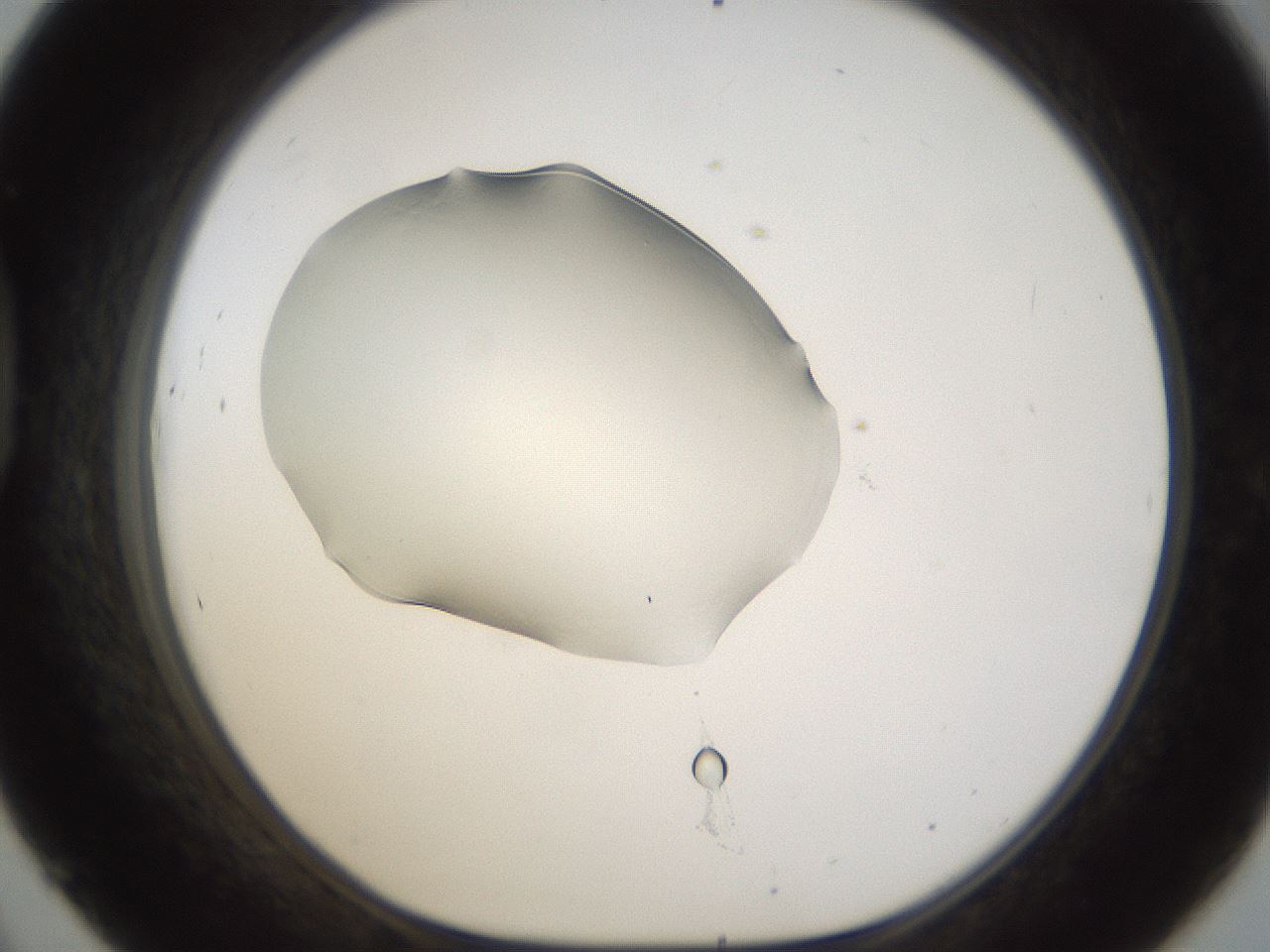 folderID58_plateID1058_batchID2301_wellNum45_profileID1_d1_r47789_ef.jpg