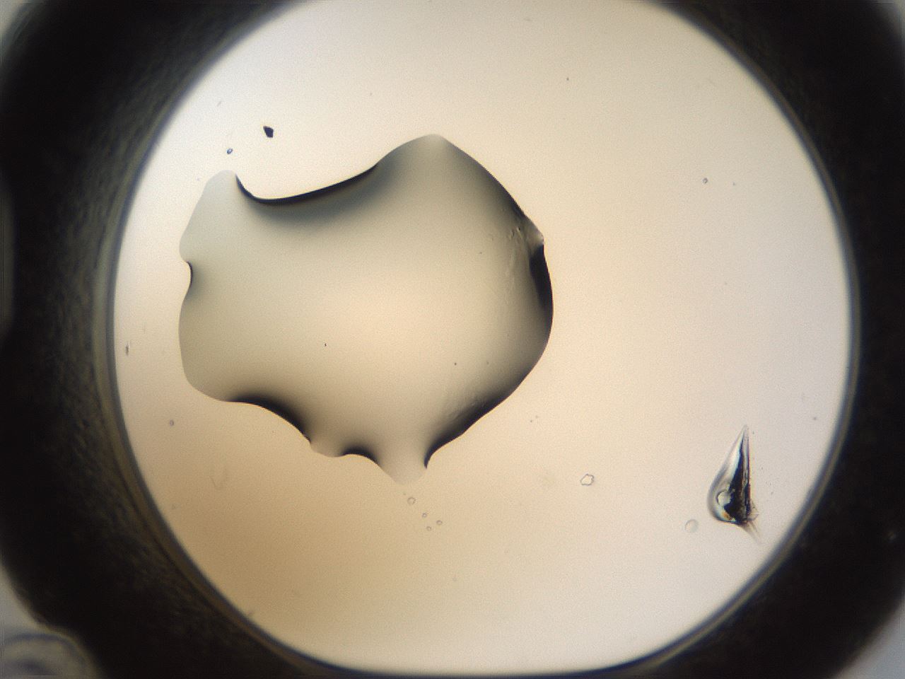 folderID58_plateID1058_batchID2301_wellNum48_profileID1_d1_r47792_ef.jpg