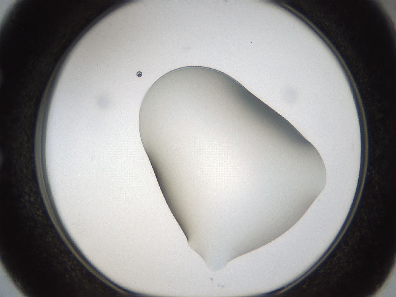 folderID58_plateID1058_batchID2301_wellNum50_profileID1_d1_r47794_ef.jpg