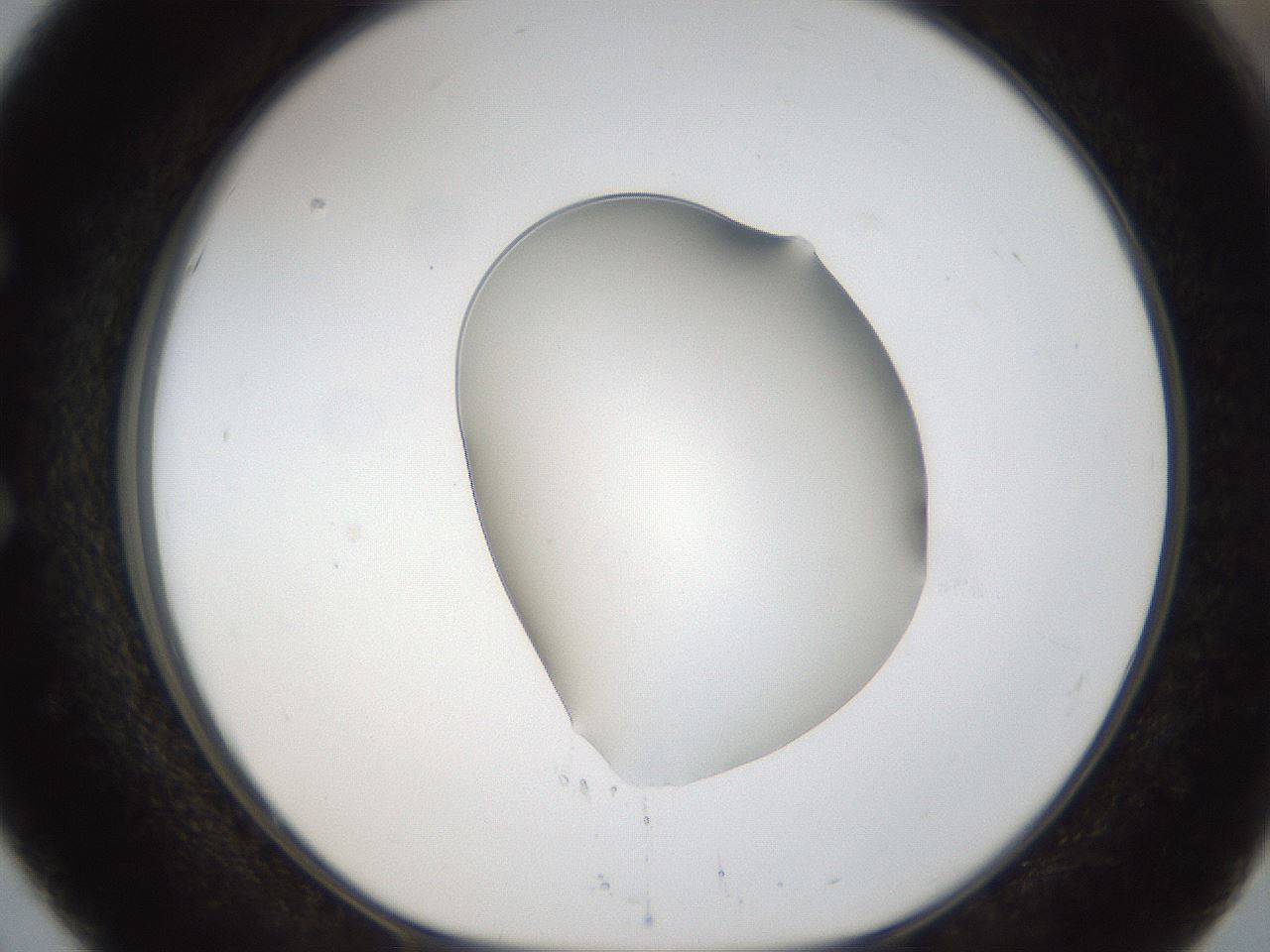 folderID58_plateID1058_batchID2301_wellNum51_profileID1_d1_r47795_ef.jpg