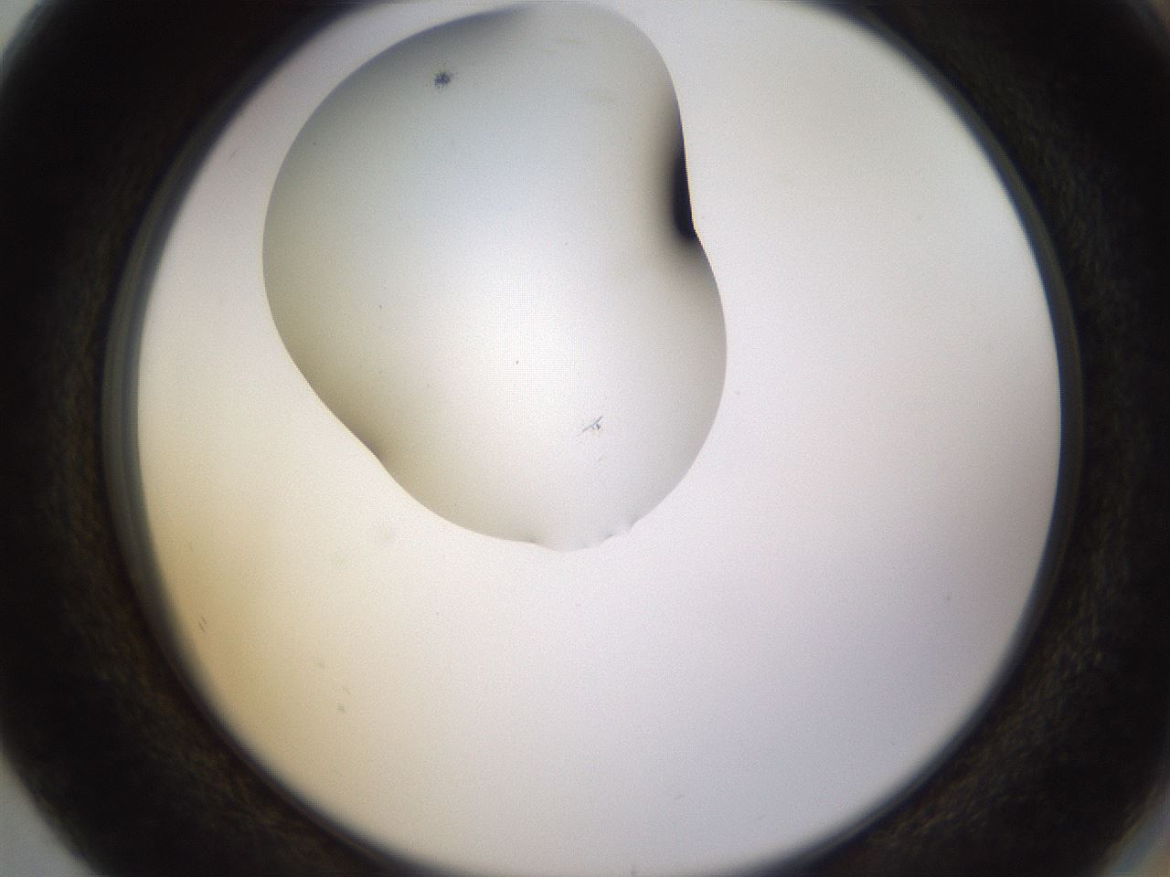 folderID436_plateID1436_batchID5442_wellNum80_profileID1_d2_r89080_ef.jpg