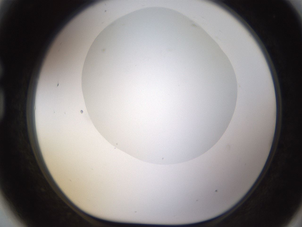 folderID436_plateID1436_batchID5442_wellNum81_profileID1_d1_r89081_ef.jpg