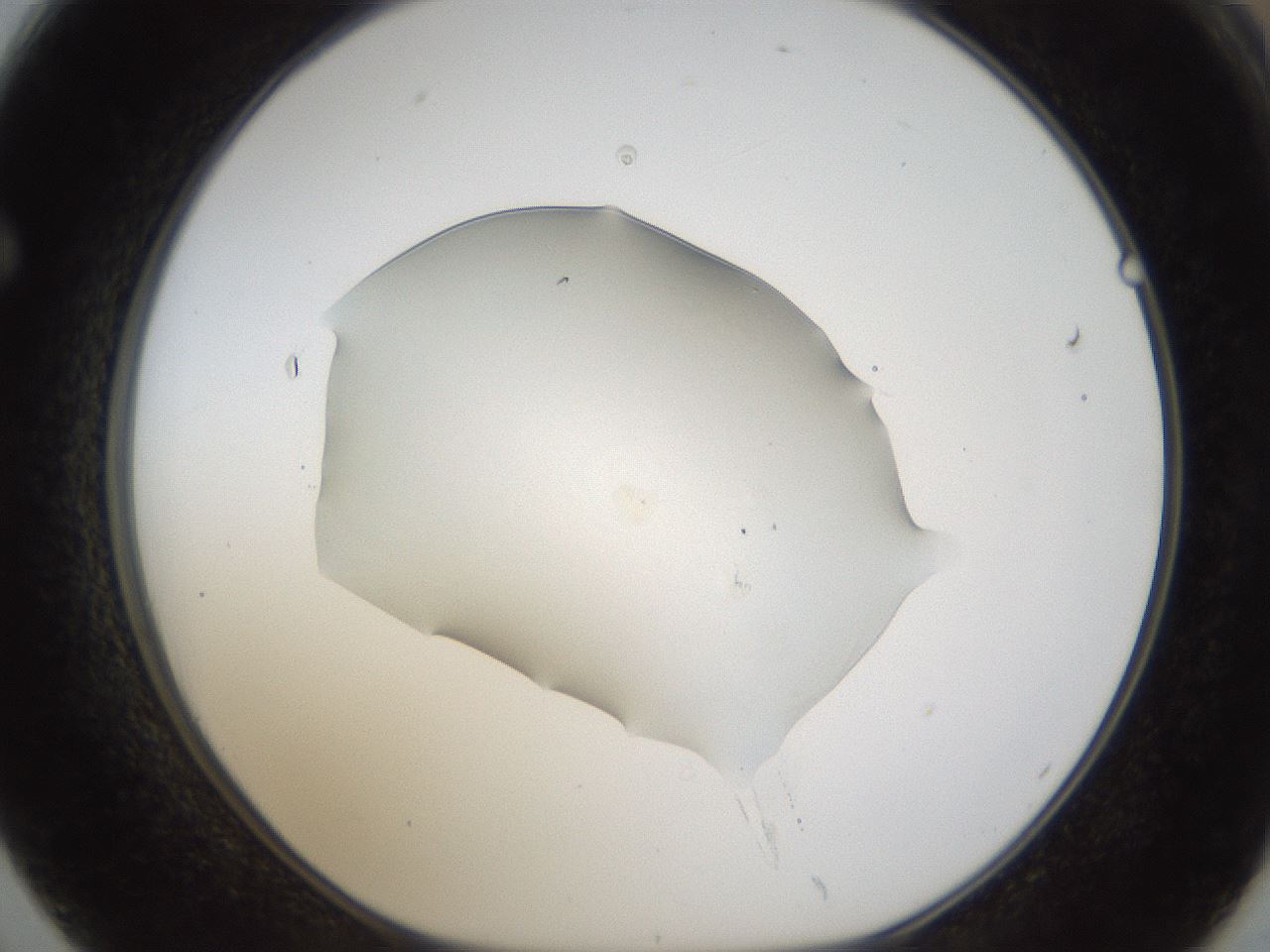 folderID58_plateID1058_batchID2301_wellNum62_profileID1_d1_r47806_ef.jpg