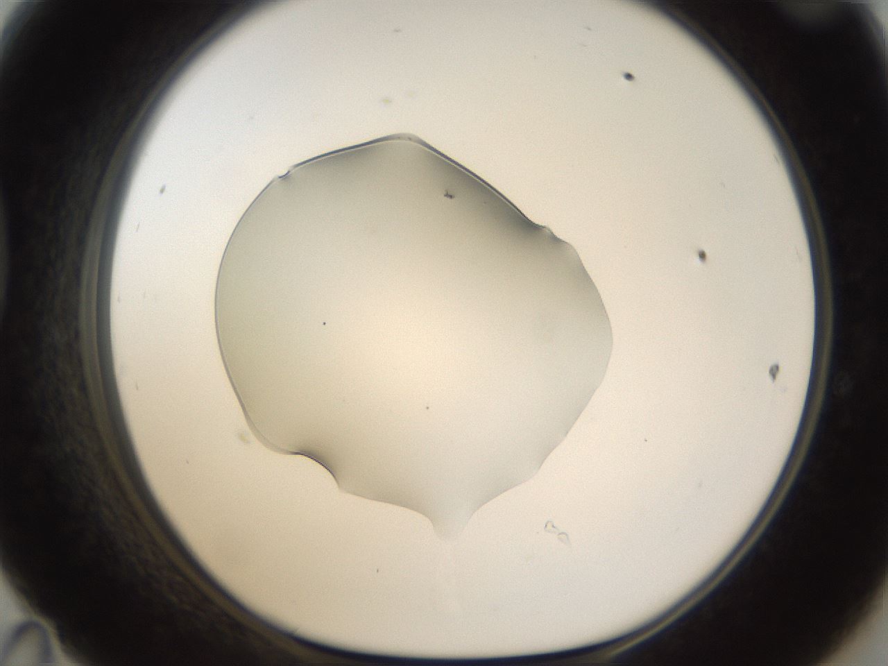 folderID58_plateID1058_batchID2301_wellNum47_profileID1_d1_r47791_ef.jpg